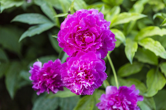芍藥花