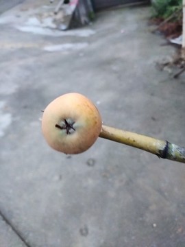 黃枇杷
