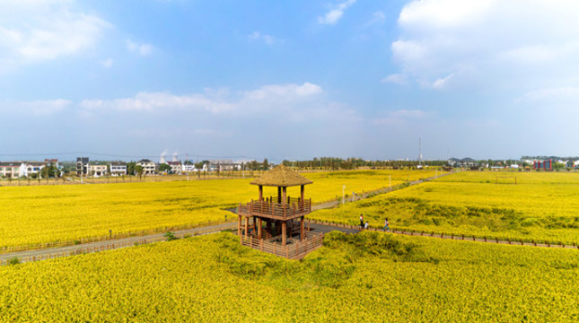 金谷遍地的季節(jié)