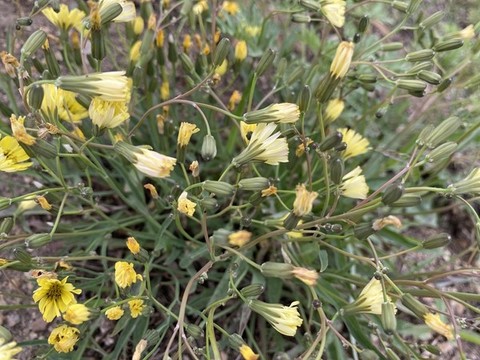 苦荬菜