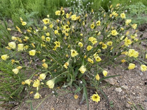 苦荬菜