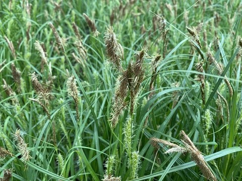 薹草