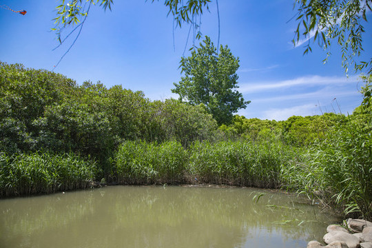 濕地公園