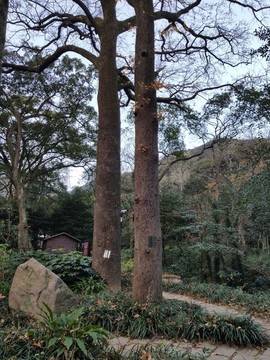 古樹(shù)