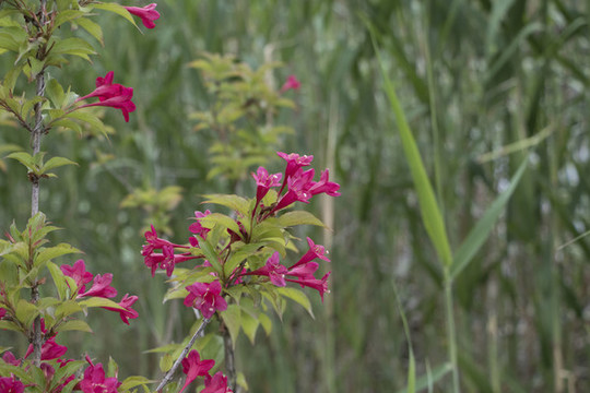 錦帶花