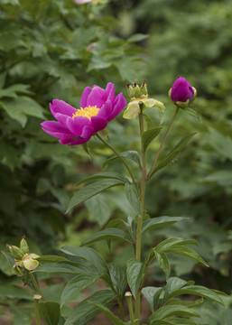 芍藥
