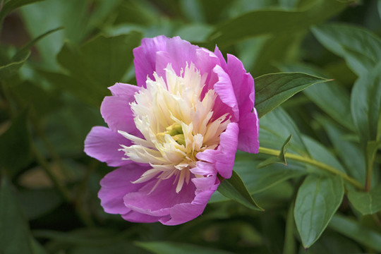 芍藥