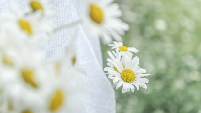 小雛菊