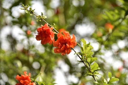 石榴開花