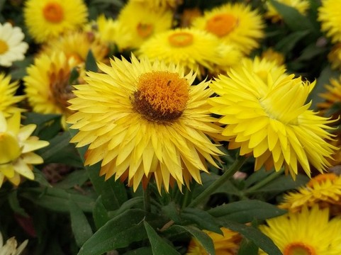 菊花