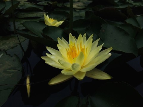 水中蓮