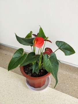 大葉紅掌