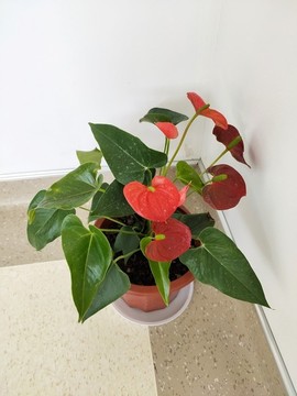 大葉紅掌開花了