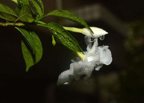 初生的花蕾