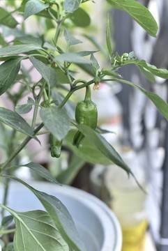 盆栽辣椒