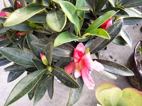 山茶花