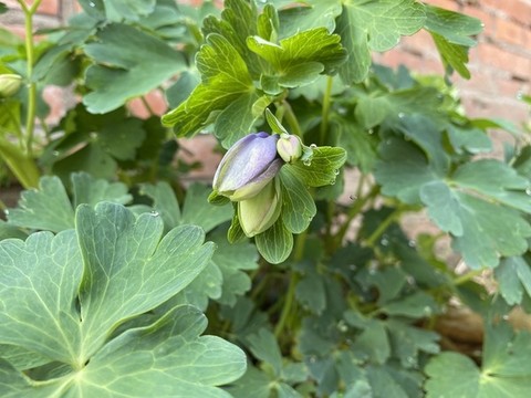 耬斗菜