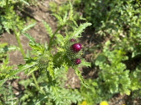 飛廉花