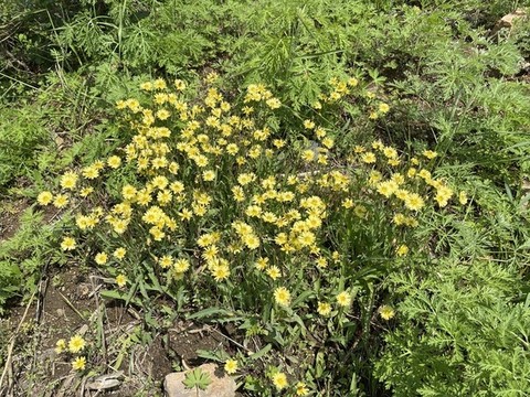 苦荬菜花