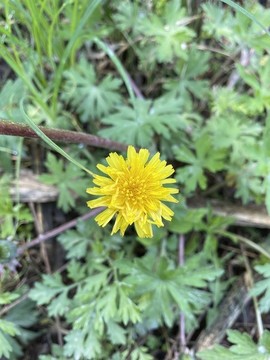 蒲公英花
