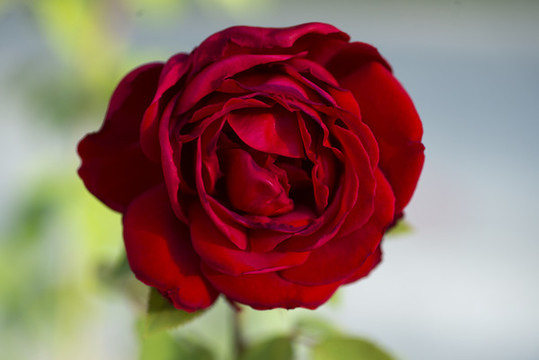月季花