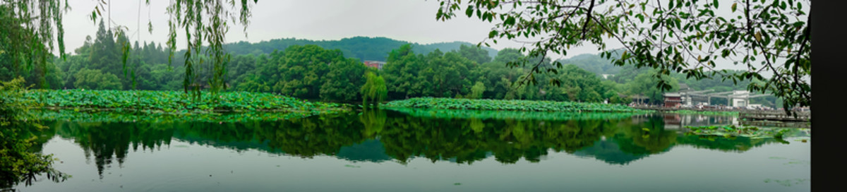 荷塘全景