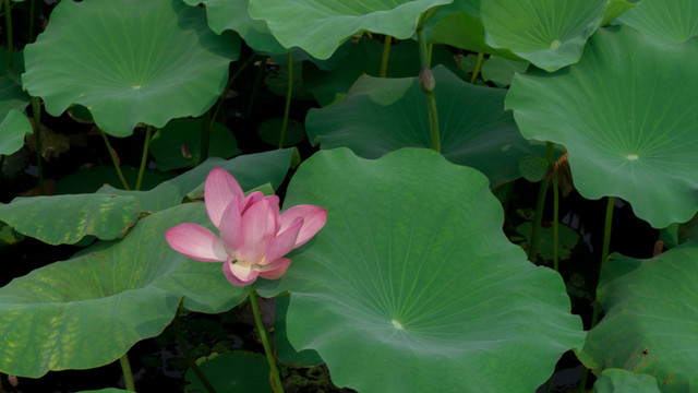 西湖荷花