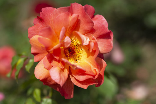 鮮花