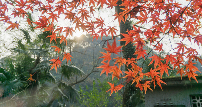 紅色楓葉