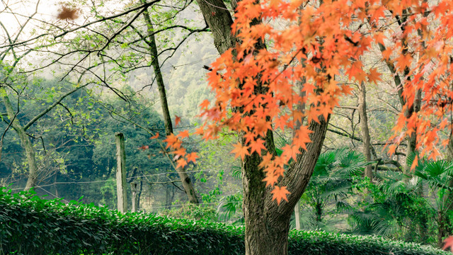 紅色楓葉