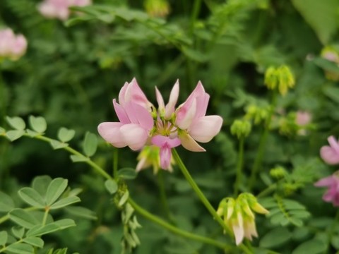 野豌豆花
