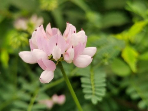 野豌豆花