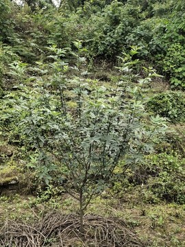 花椒樹(shù)