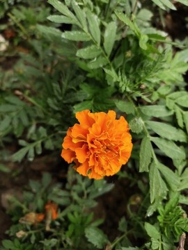 小萬壽菊