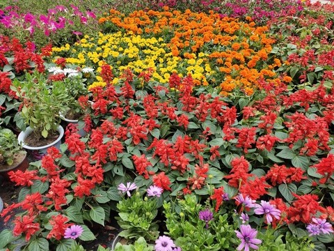 各色開花開