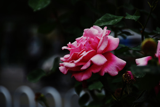 盛開的薔薇