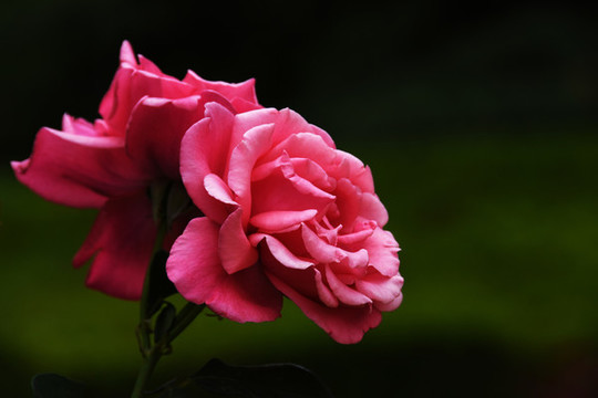 盛開的薔薇