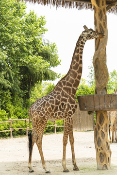 野生動(dòng)物園的長(zhǎng)頸鹿