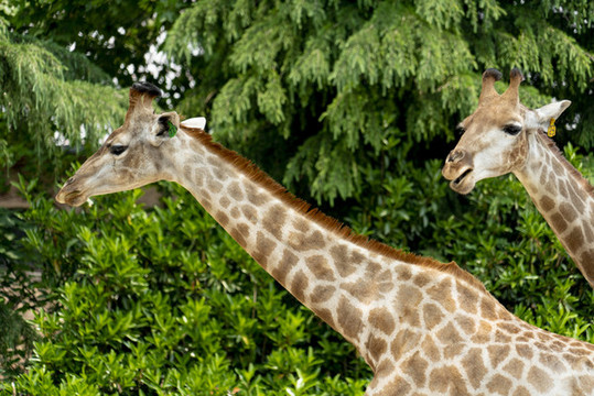 野生動物園的長頸鹿