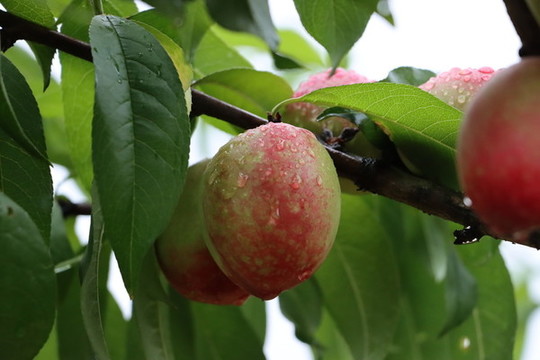 農(nóng)家油桃