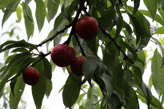農(nóng)家桃