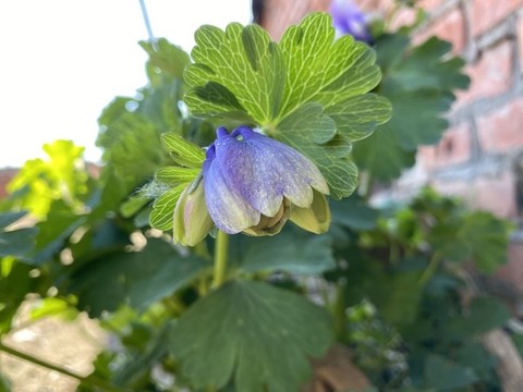耬斗菜花