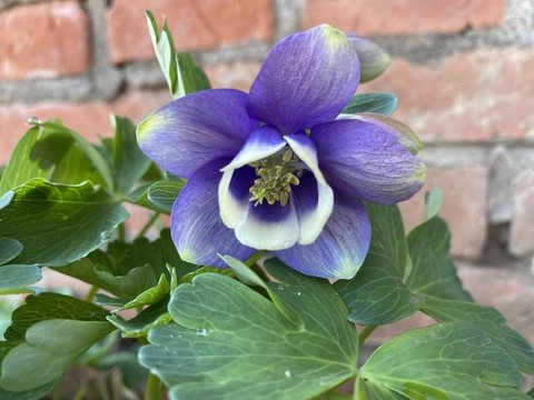 耬斗菜花