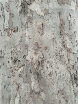 樹(shù)皮