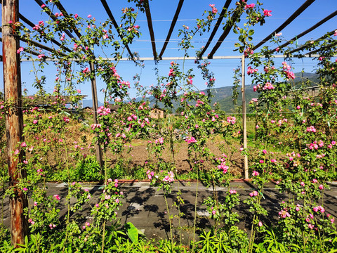 月季花架攀附架