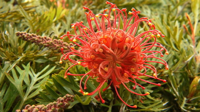 紅花銀樺