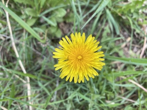 蒲公英花