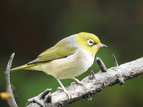 繡眼鳥(niǎo)