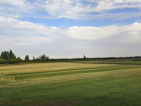 原野草場