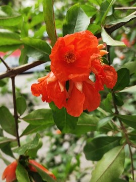 盛開(kāi)的石榴花